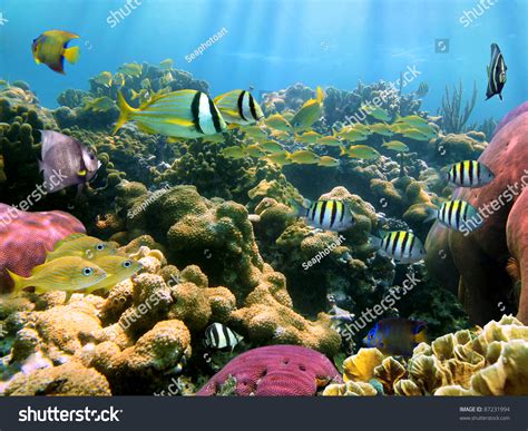 Colorful Coral Reef With Tropical Fish Underwater