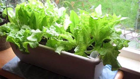 Autoflowers are ideal to grow indoors because of their many advantages. 5 Proven Ways to Growing Lettuce Indoors & in Containers ...