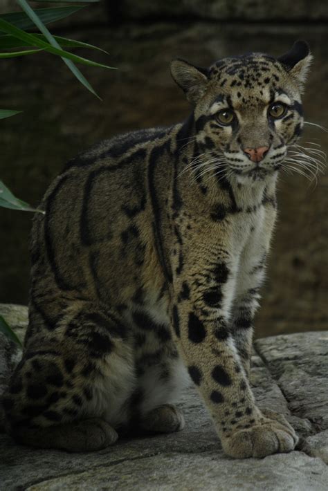 Pin On Clouded Leopards