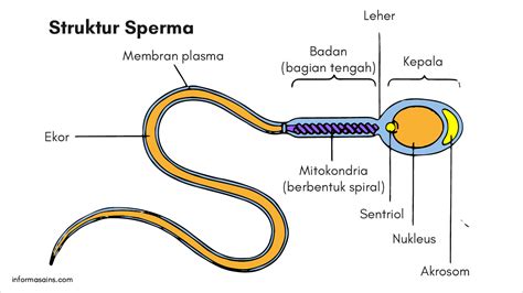 Struktur Sperma Kepala Leher Badan Dan Ekor Informasainsedu