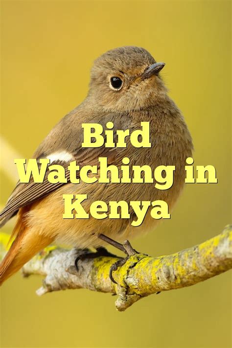 Bird Watching In Kenya By Birdsquestions Medium