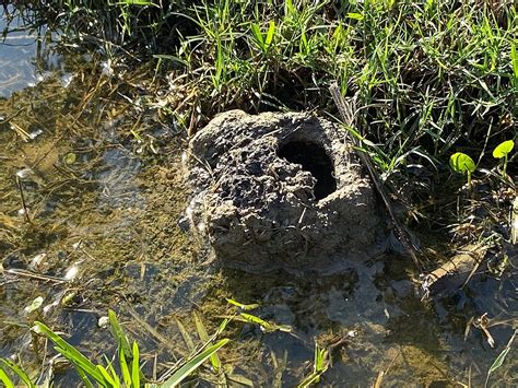 How To Stop Crawfish Mounds On Your Lawn According To Lsu Expert