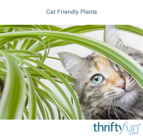 The bad news is that many common plants are not safe for cats and dogs. Cat Friendly Plants | ThriftyFun