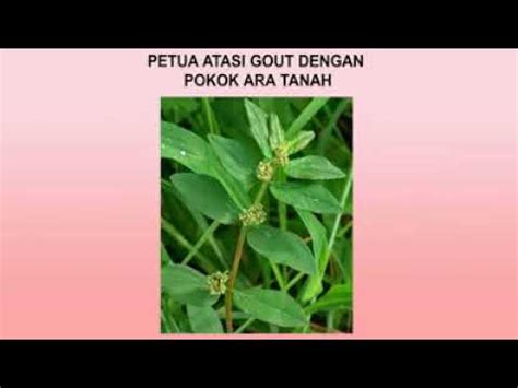 Pokok susu nabi ini amat senang didapati ,pokoknya rendah sahaja,jika di patahkan dahannya akan mengeluarkan getah seperti. Ubat Gout gan pokok ara tanah - YouTube