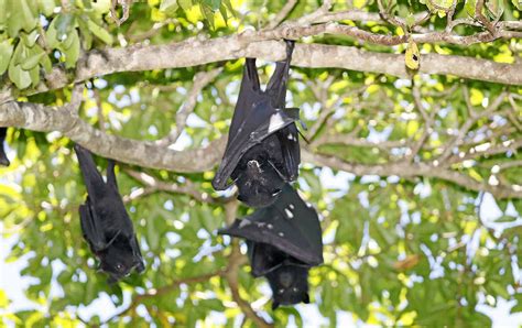 Council To Let Walkerstons Flying Fox Colony Stay The Courier Mail