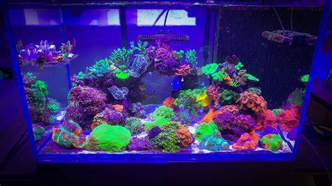Personal Experience Checklist Before You Start Your First Saltwater Aquarium REEF REEF