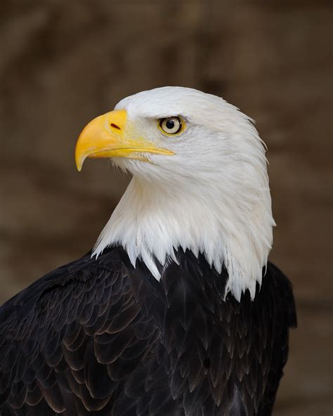 Filebald Eagle Portrait Wikimedia Commons