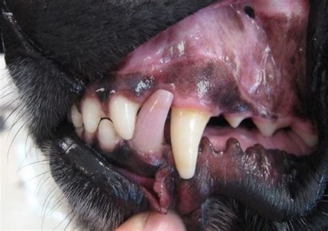 Black Spots On Dogs Skin Belly And Gums Causes And Treatment Dogs