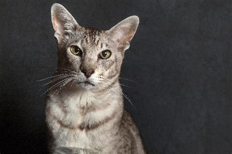 Lets Meet Some Cat Breeds With Big Ears Catster