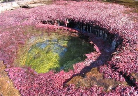 Crystal River Colombia Pink Moss Rainbow River Places Around The