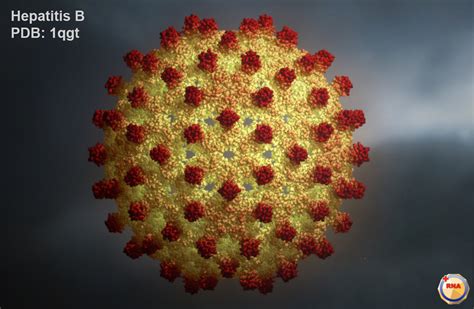 Szczepionka WZW Wirusowe zapalenie wątroby B Szczepienia Info