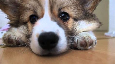 Since then, they have been a favorite pet in households all over the world. Eevi the fluffy corgi puppy - YouTube