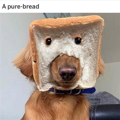 Loaf Of Bread Dog Meme