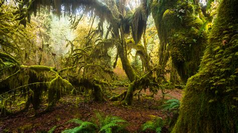 4khd Nature Relaxation Video Hoh Rain Forest Part 1 1