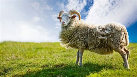 Facts About Sheep 25 Fun Sheep Facts That Will Wow You