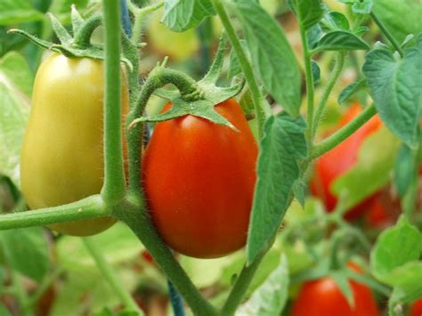 No matter what you plan to grow — a vegetable garden, an herb garden, flowers, trees, shrubs, or ornamental grasses — using elevated planters will give you full. How to Grow Tomatoes in a Raised Bed | HGTV