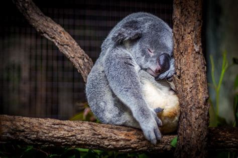 Free Stock Photo Of Sleeping Koala Download Free Images And Free