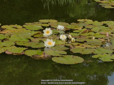 Hardy Water Lily Nymphaea Odorata Subsp Tuberosa Gladstoniana In