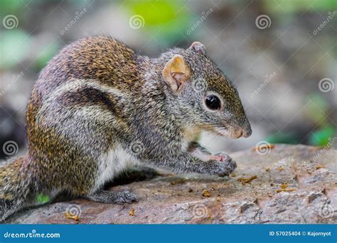 Close Up Of Asiatic Striped Squirrel Stock Photo Image Of Forest