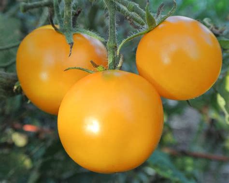Tomato Scotland Yellow Organic Adaptive Seeds