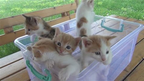 Kittens Meowing Too Much Cuteness All At The Same Time Youtube