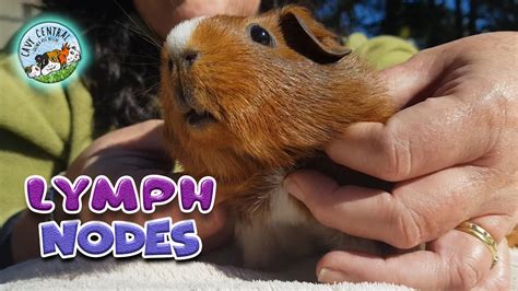 Guinea Pig Lumps And Bumps With Lumph Nodes At Cavy Central Guinea Pig