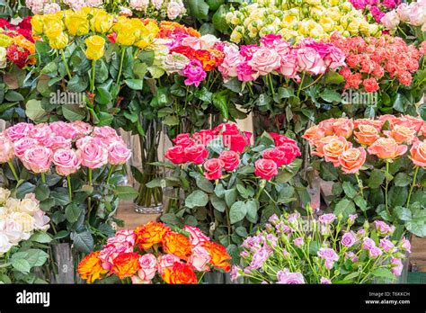 Roses Of Different Colors For Sale At Dutch Flower Store Stock Photo