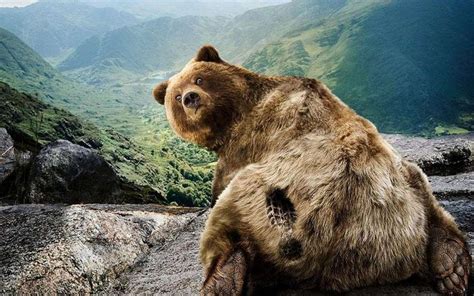 Download Free Mobile Wallpaper Funny Animals Bears Bear Wallpaper