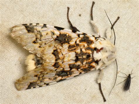 Owlet Moth Noctuidae Andreas Kay Flickr