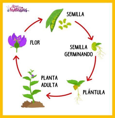 Ciclo De Las Plantas Para Colorear