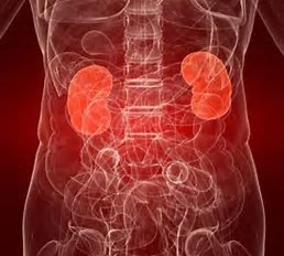 Image result for Nephrotic Syndrome Disease