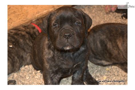Akc bullmastiff puppies available with awesome champion bloodlines (pedigree on website). Bullmastiff puppy for sale near Shreveport, Louisiana ...