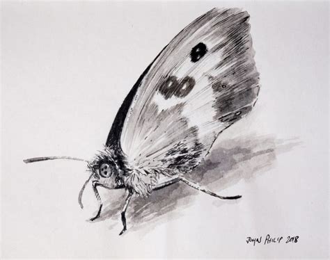 Butterfly In Ink John Philip