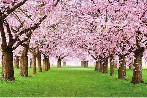 Japanese Sakura Trees Wallpapers Top Free Japanese Sakura Trees