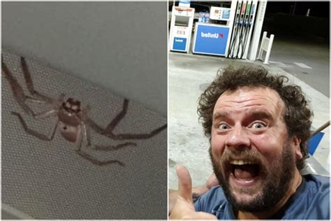 Scot Nearly Crashes Car As Giant Huntsman Spider Crawls Across