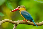 Flights of fancy: the most colorful and exotic birds on the planet