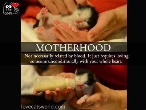 Please Consider Fostering Foster Cat Foster Kittens Loving Someone