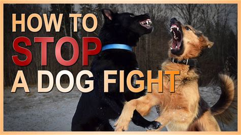 What Are Some Safe Ways To Stop A Dog Fight