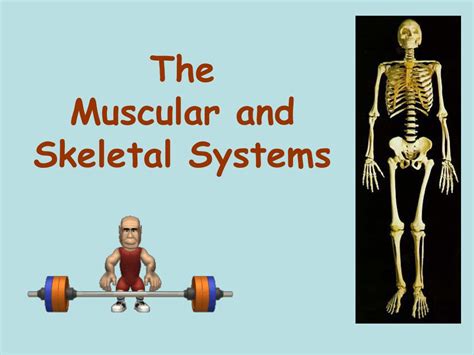 Ppt The Muscular And Skeletal Systems Powerpoint Presentation Free