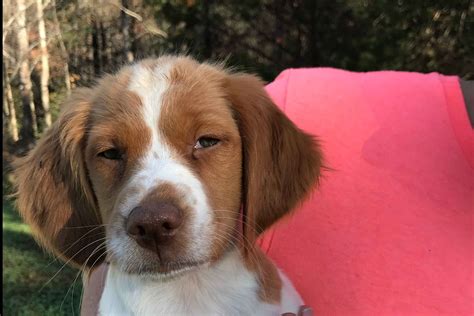 River Boot Kennel Brittany Puppies For Sale In Morganton Nc Akc