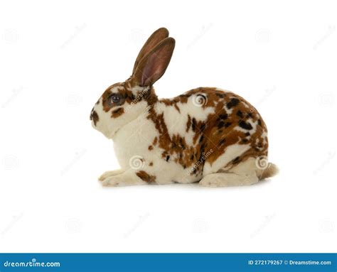Spotted Rabbit Isolated On White Background Stock Image Image Of Year