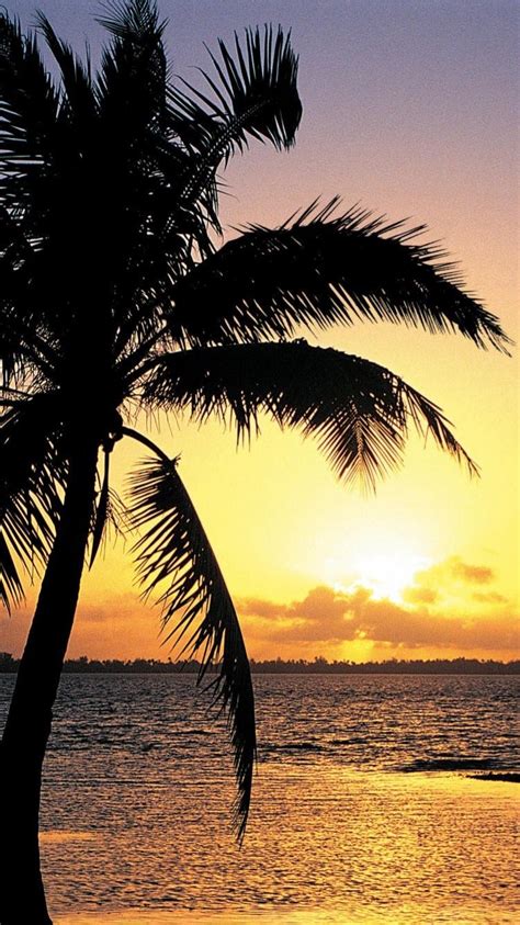 Sunset Nature Tropical Palm Trees Wallpaper 8716