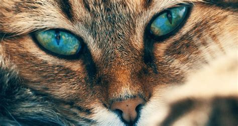 Facts About Your Cats Eyes Petlifesa