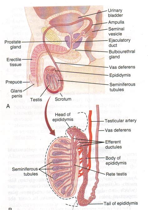 The Male Reproductive System Download Scientific Diagram