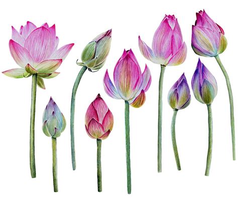 Beautiful Watercolor Lotus Flowers On Behance Watercolor Lotus