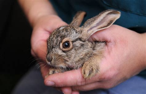 Helping Baby Jack Rabbits Best Friends Animal Society Save Them All