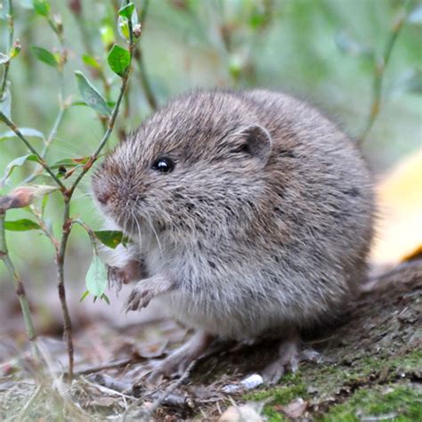 Meadow Vole Identification Habitat And Behavior The Bug Man Licensed