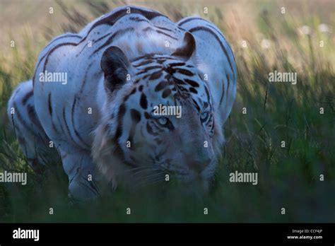 White Tiger Prowl Stock Photo Alamy