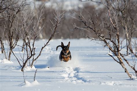 Photo Dogs Run Snow Jump Animals