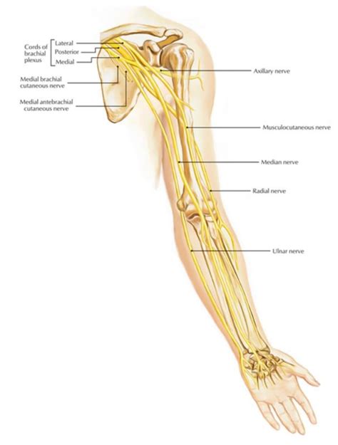 Nerve Blocks For Surgery On The Arm Or Hand Cuh